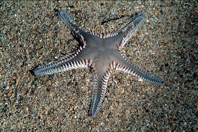 Astropecten spinolosus